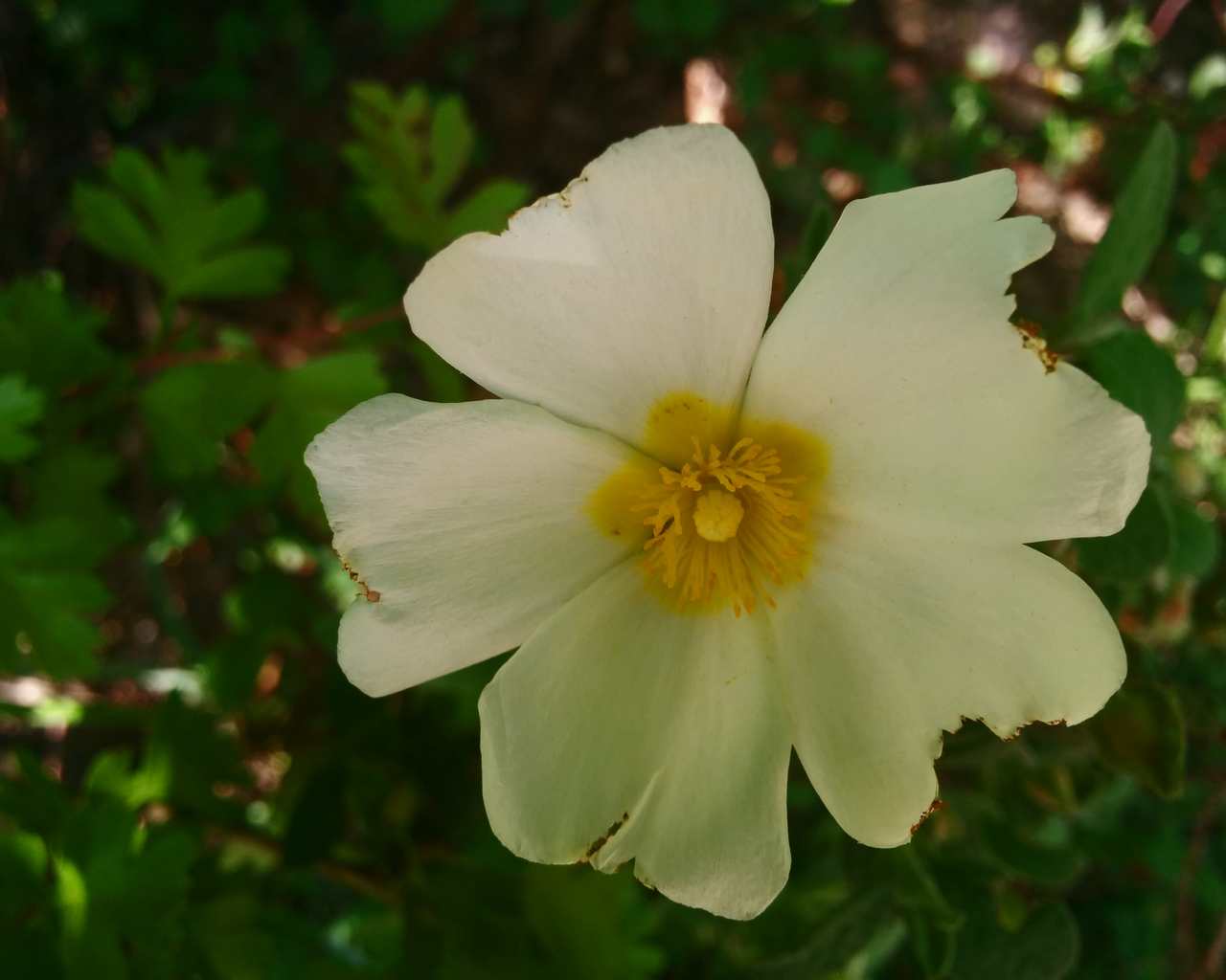 Cistus salvifolius / Cisto femmina